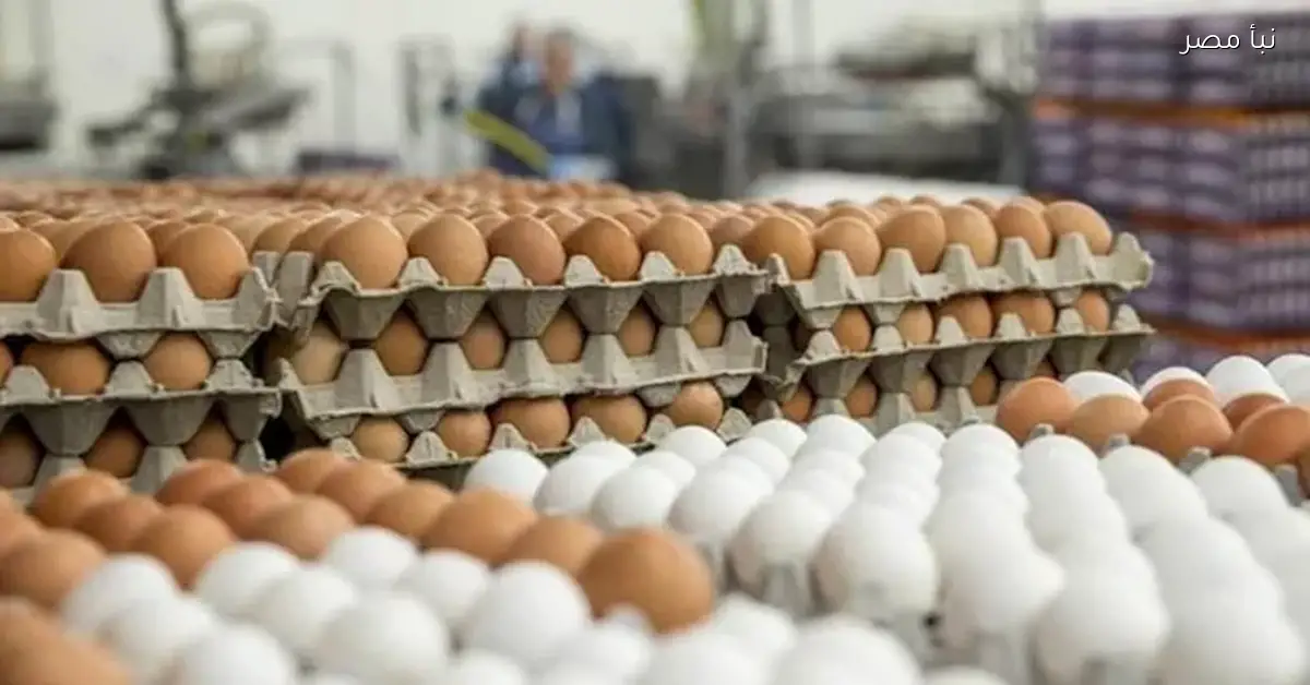 الأسعار تنهار.. انخفاض حاد في أسعار البيض بالأسواق اليوم الجمعة
