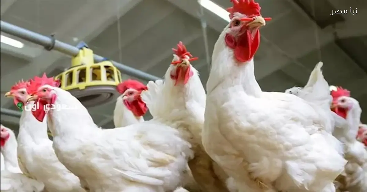 الأسعار مولّعة..  ارتفاع أسعار الدواجن في الأسواق اليوم الجمعة